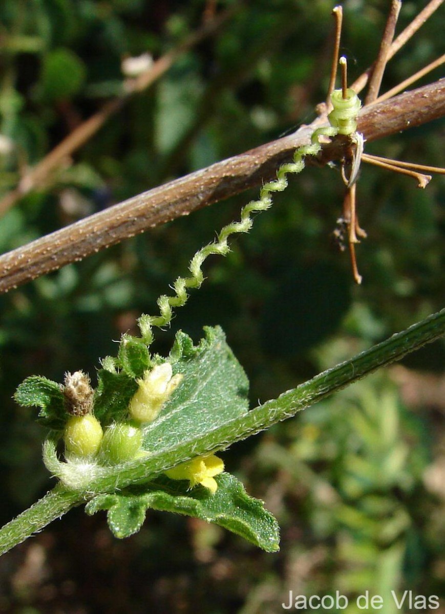 Cucumis maderaspatanus L.